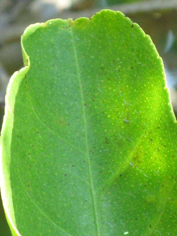              Margin (Winter Haven, FL)       